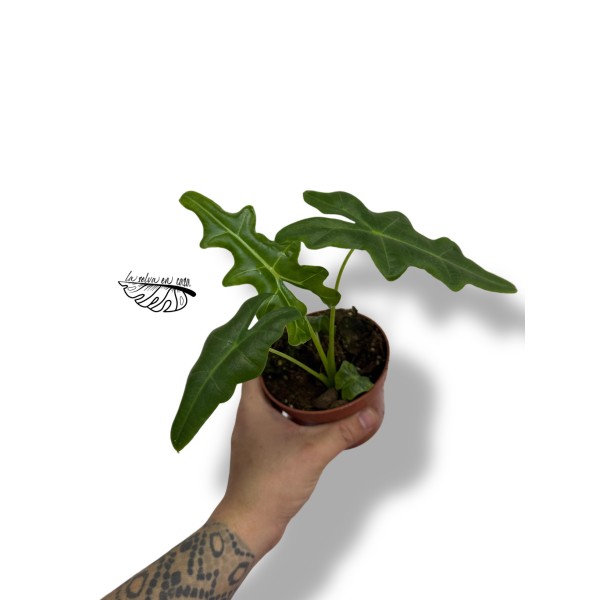 Alocasia portei