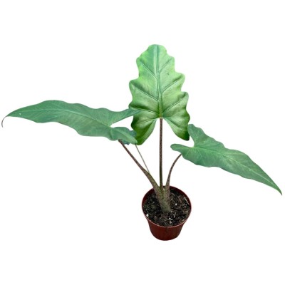 Alocasia Boa SMALL
