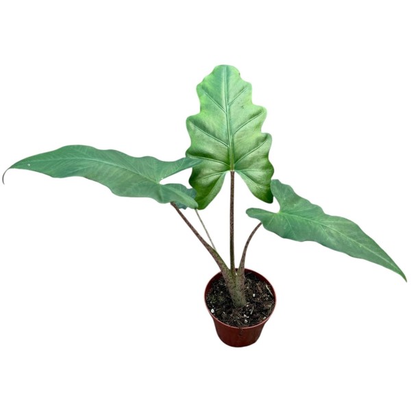 Alocasia Boa SMALL