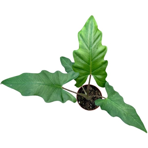 Alocasia Boa SMALL