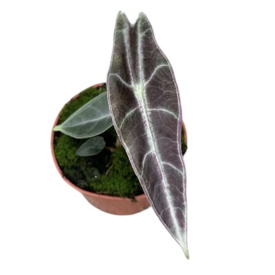 Alocasia Longiloba Silver Crown