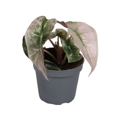 Alocasia Amazonica Dwarf Variegata