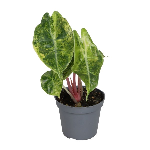Alocasia Nairobi Nights Aurea