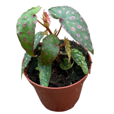 Begonia Malachosticta