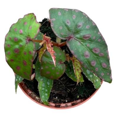 Begonia Malachosticta 2