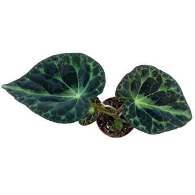 Begonia Barsalouxiae