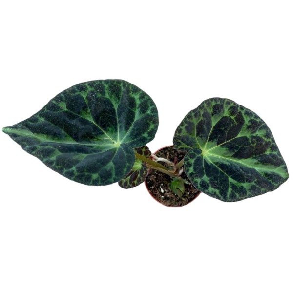 Begonia Barsalouxiae