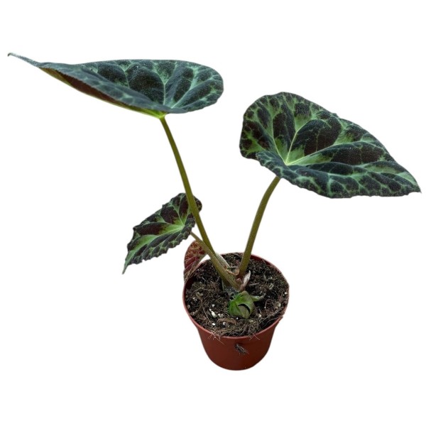 Begonia Barsalouxiae