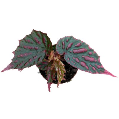 Begonia Mila's Miracle