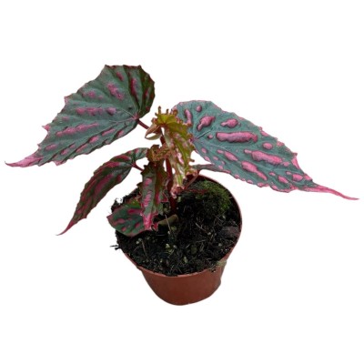 Begonia Mila's Miracle 2