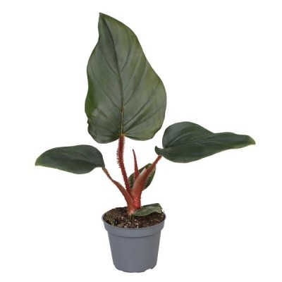 Philodendron Squamiferum x Serpens 2