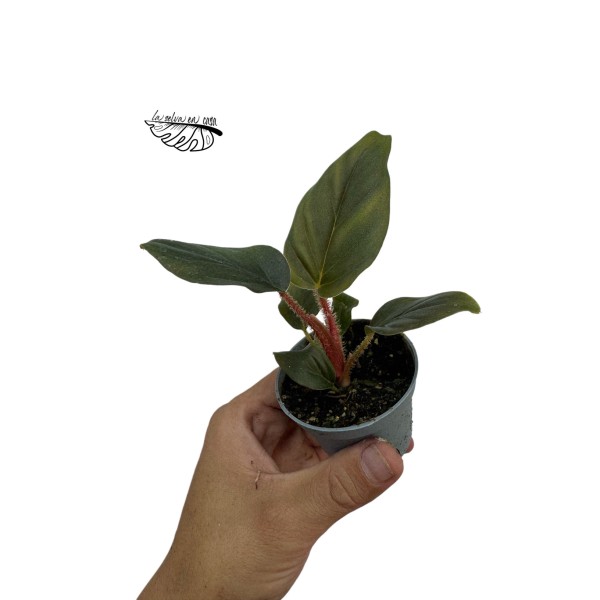 Philodendron Squamiferum x Serpens