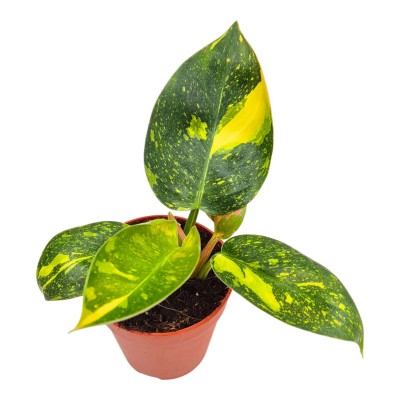 Philodendron Green Congo Variegata