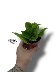 Pilea alumi Moon Valley SMALL 2