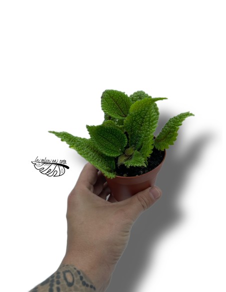 Pilea alumi Moon Valley SMALL