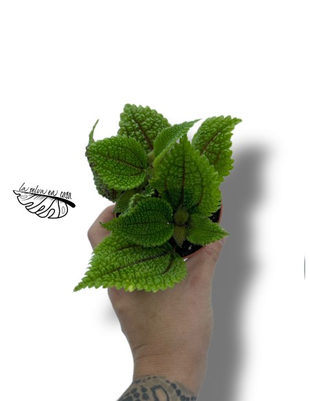 Pilea alumi Moon Valley SMALL