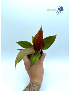 Philodendron 'Red Sun' 2