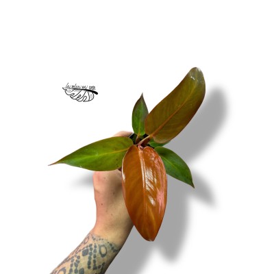 Philodendron 'Red Sun'