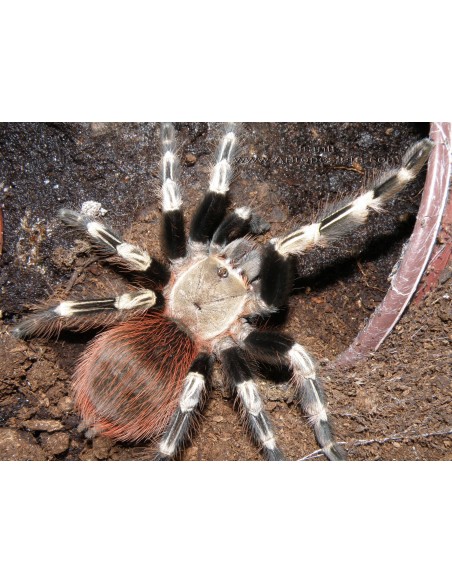 Nhandu chromatus