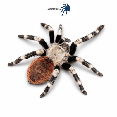 Nhandu chromatus