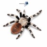 Nhandu chromatus