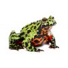 Ceratophrys cranwelli (Apricot)