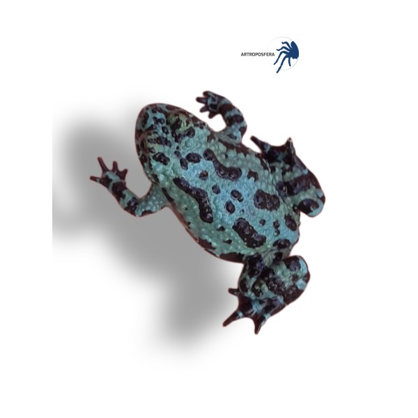 Bombina orientalis