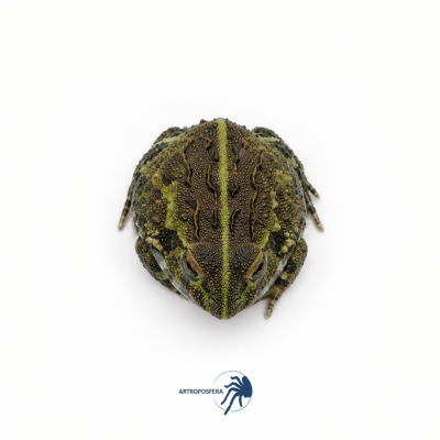 Pyxicephalus adspersus 2