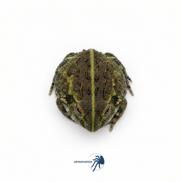 Pyxicephalus adspersus