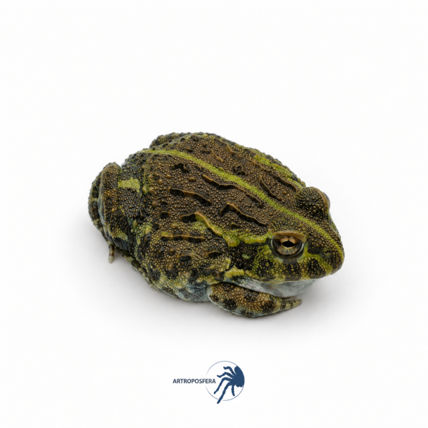 Pyxicephalus adspersus