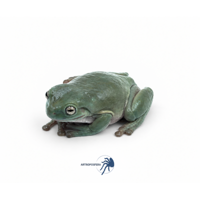 Litoria caerulea