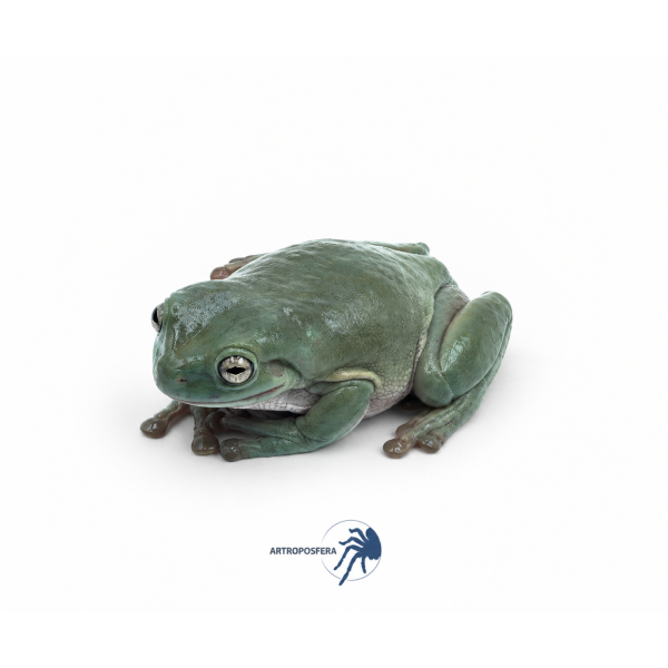 Litoria caerulea
