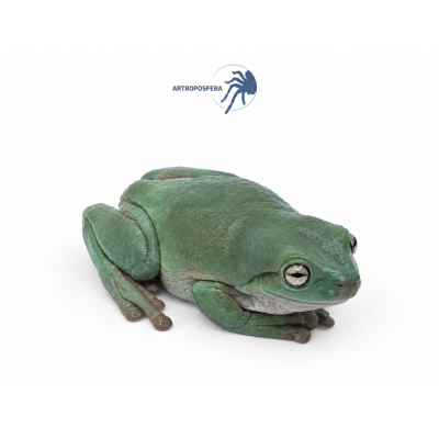 Litoria caerulea 2