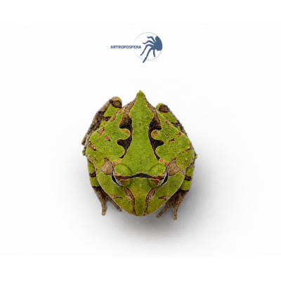 Ceratophrys cornuta 2