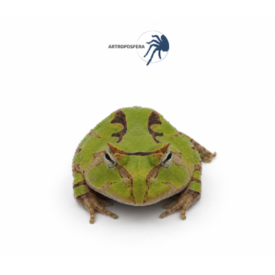 Ceratophrys cornuta