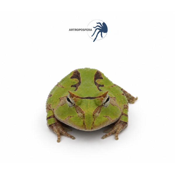 Ceratophrys cornuta