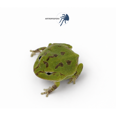Ceratophrys stolzmanni