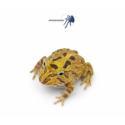 Ceratophrys stolzmanni