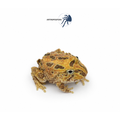 Ceratophrys stolzmanni 2