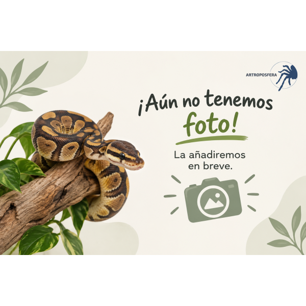 Pantherophis guttatus