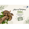 Pantherophis guttatus
