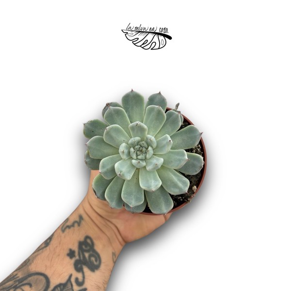 Echeveria cuspidata MEDIUM | Suculenta Mexica