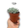 Echeveria cuspidata MEDIUM | Suculenta Mexica