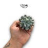 Echeveria Pig Nose MINI | Suculenta de Colección