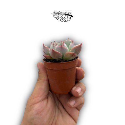 Echeveria colorata MINI 2