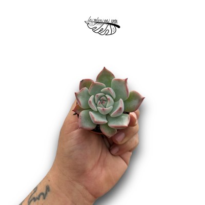 Echeveria colorata MINI