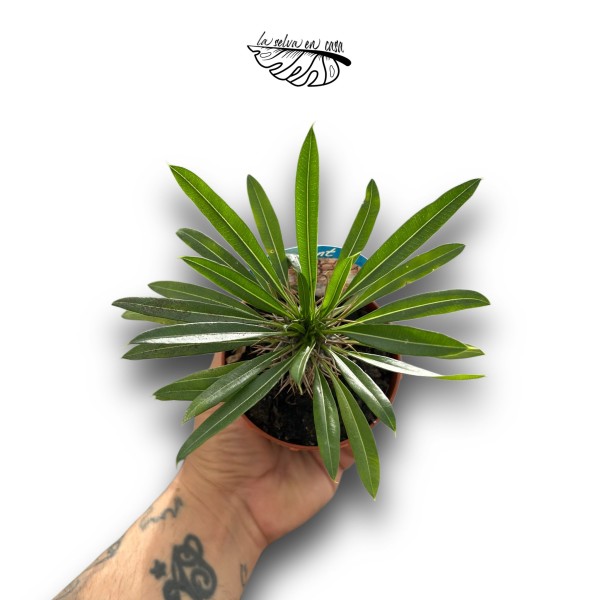 Pachypodium lamerei