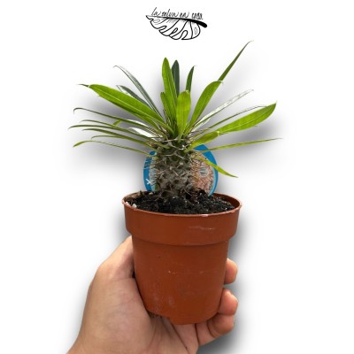 Pachypodium lamerei