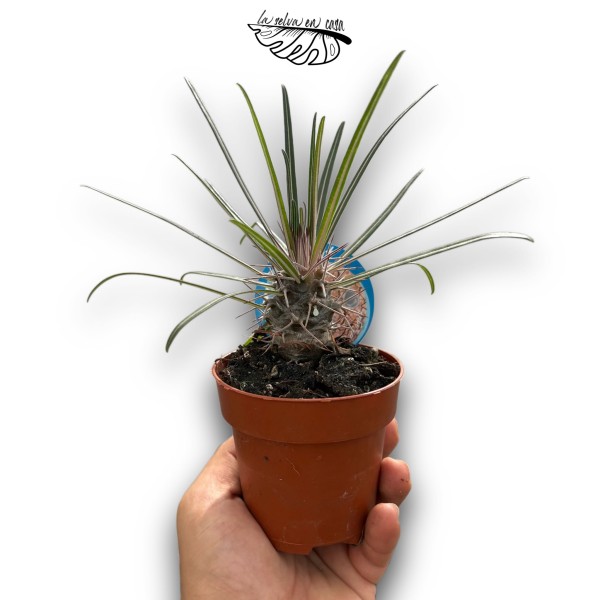 Pachypodium geayi SMALL | Palma de Madagascar Suculenta