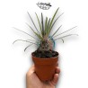 Pachypodium geayi SMALL | Palma de Madagascar Suculenta